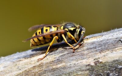 L’huile ozonée et les piqures d’insectes