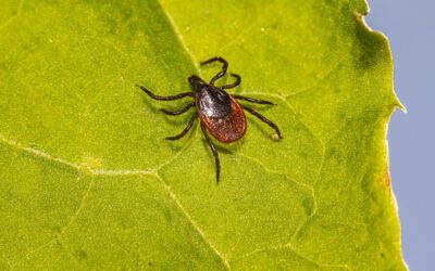 L’ozonothérapie et la maladie de Lyme